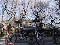 2001.04, Tokyo Cherrys!