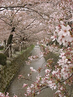 2001.04, Kyoto Cherrys!