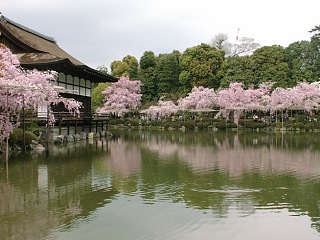 2001.04, Kyoto Cherrys!